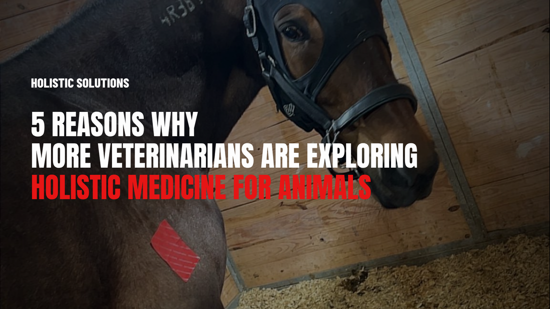 5 Reasons Why More Veterinarians Are Exploring Holistic Medicine for Animals