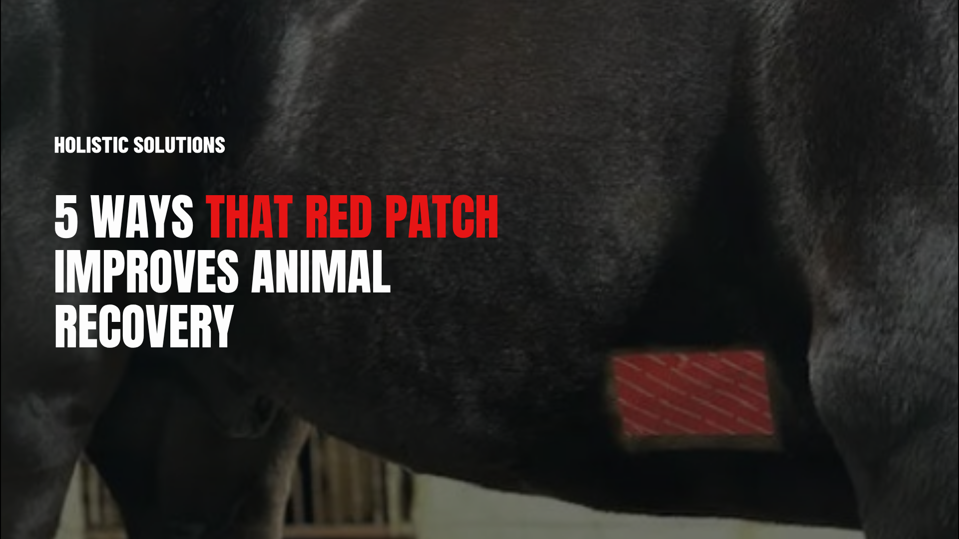 5 Ways Holistic Medicine & That Red Patch Improves Animal Recovery