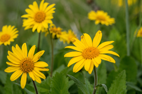Arnica