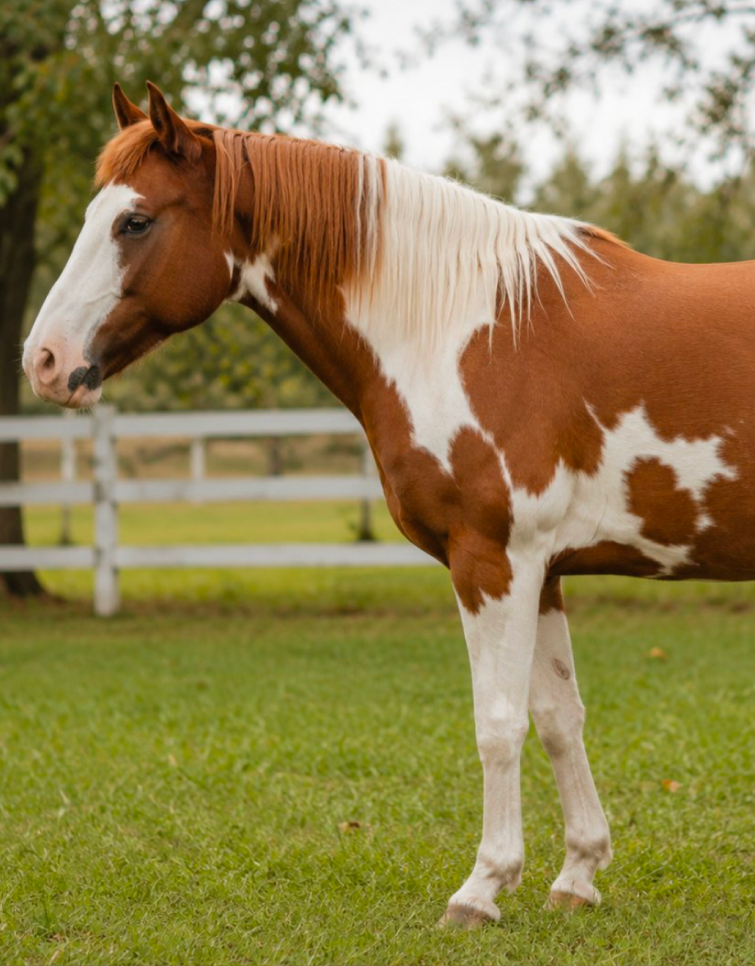 Horse moving comfortably