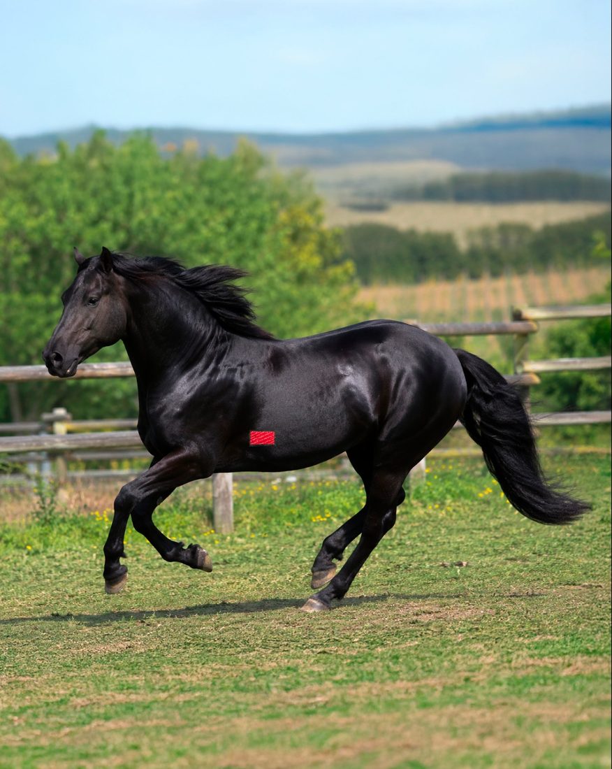 Horse or pet moving comfortably with That Red Patch support